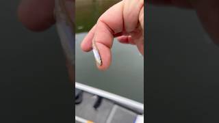 Smallest Fish I Ever Caught