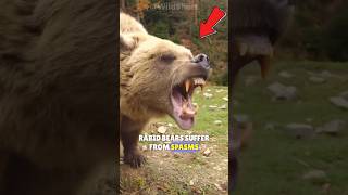 How Dangerous Is A Bear With Rabies?