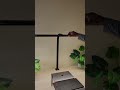 My favorite desk lamp ever!!