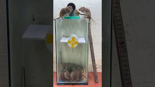Best Mouse Trap Ideabest Spinning Trap