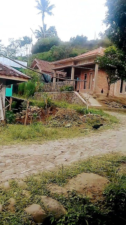 mawar bodas#gunawanfebriansah #rinduyangterindah #mp3#music #shortsfeed #shortsvideo #cianjurselatan