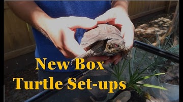 New Box Turtle Set-ups