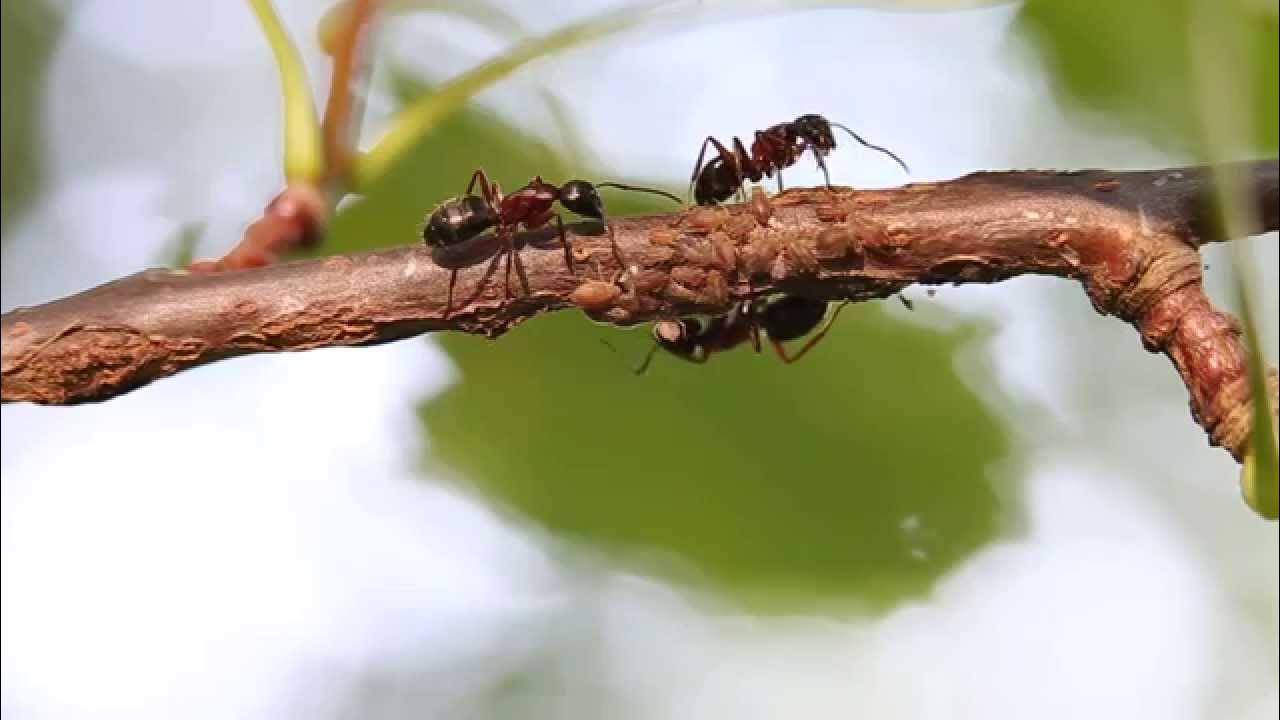 Вишневая муха методы борьбы. Муравьи на дереве. Муравей ползет. Насекомые на дереве. Муравьи ползают.