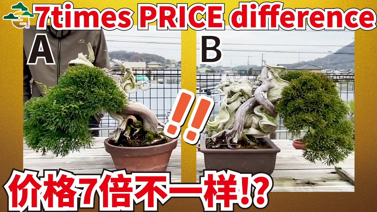 【Bonsai HOW MUCH? 2】Shohin Bonsai of Juniper edition!