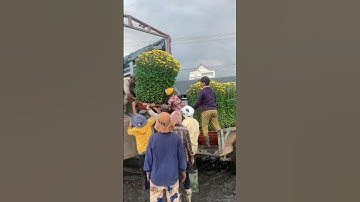 Hoa Cúc Đại Đóa Tết 2025 Ninh Hòa Khánh Hòa D1M2 1M 85 60 40 Mặt Hoa Tổng Hợp Năm 2022