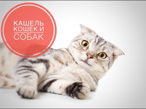 Кашель кошек и собак