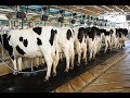 DAIRY INDUSTRY PERFORMANCE NEWS IN DEPTH