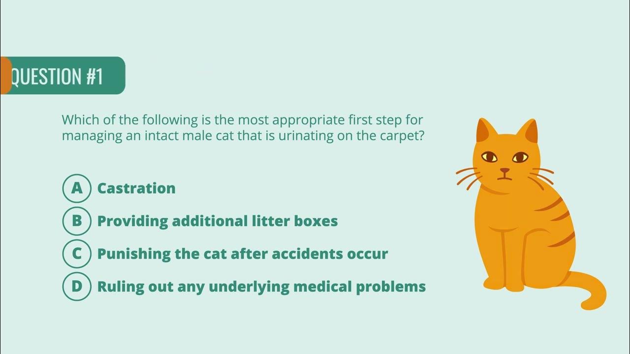 Behavioral Problems in Cats Quiz Merck Veterinary Manual YouTube