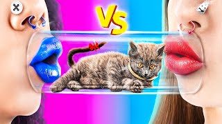 Membuat Labirin Untuk Kucing Kecilku Tip Rahasia Untuk Pemilik Hewan Peliharaan