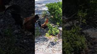 Wild chickens in Key West ! #short #shorts #travel