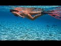 BAHAMAS Free Diving Ocean Atlas