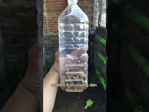 Ramuan perangsang buah,
