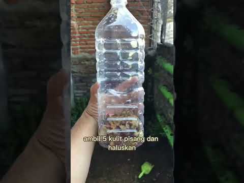 Video: Garden seabuckthorn: kapan matang dan bagaimana dipanen