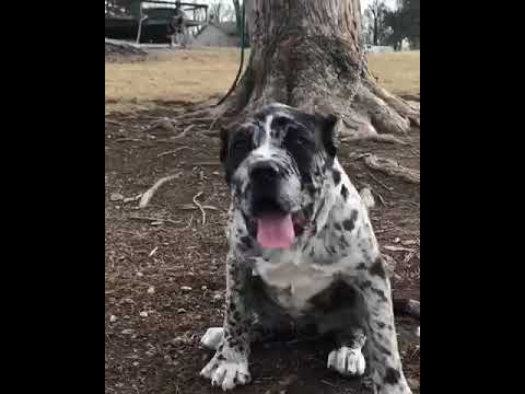 north american mastiff merle