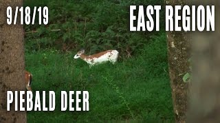 East | Piebald Deer on Opening Day