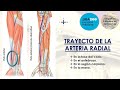 L2.2/L3.1 | Arteria radial: canal del pulso y tabaquera anatómica | Anatomía 2 | FMed UBA