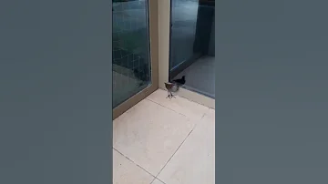 Водяной пастушок
