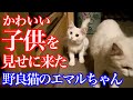 【野良猫親子】深夜2時に待望の子猫を連れてやって来た母猫