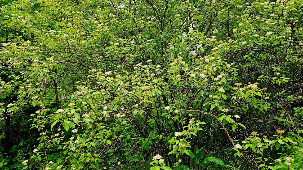 Trailside Chat Amongst the Silky Dogwoods