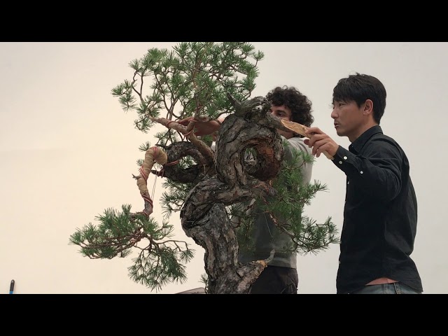 Taiga Urushibata. Tantai 2019. Pinus sylvestris bonsai demo