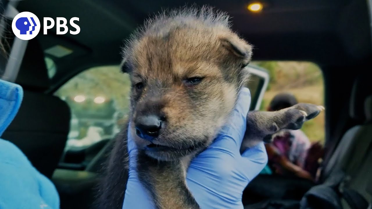 These Wolf Puppies Could Save Their Species