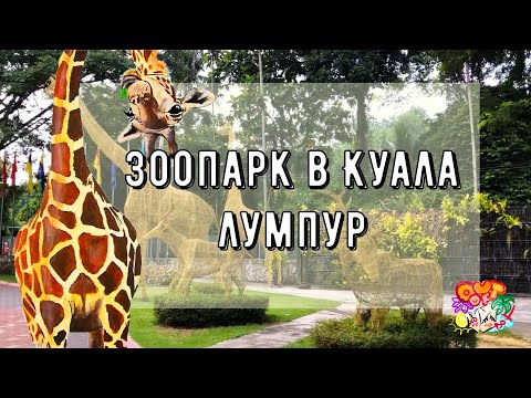 Video: Zoo v Kuala Lumpur
