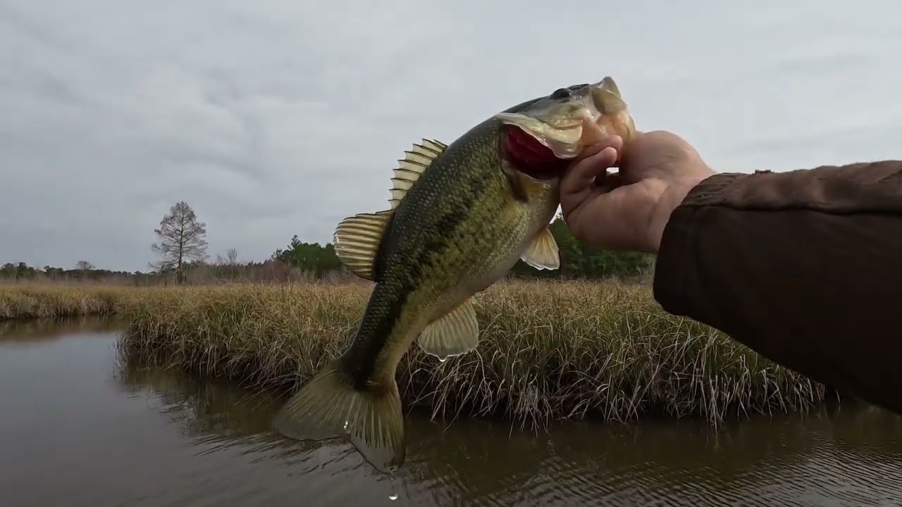 Bass Fishing the Deep South