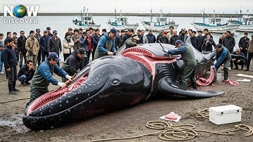 Whale Hunt and Butchering: Tradition, Survival, and the Fight Against Nature | Fishing Documentary