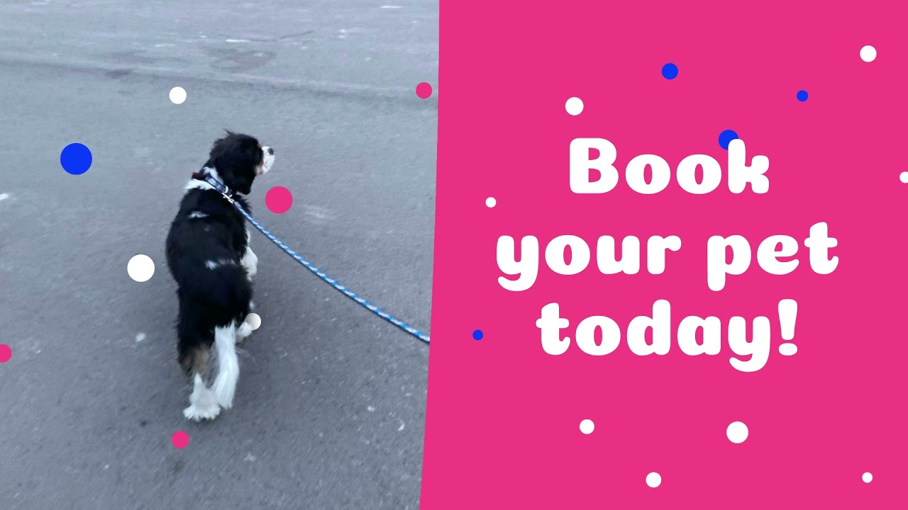 The Pet Sitters Club YouTube