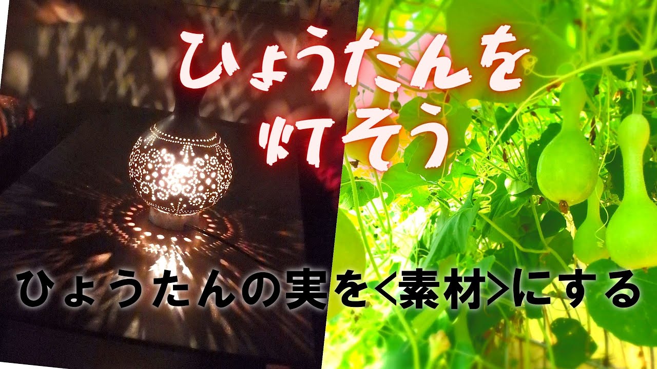 【ぐるりの暮らし】#65「ひょうたんランプをつくる＜素材化＞」～ランプシェード用のひょうたんの収穫から水漬けの作業など、素材化を中心に紹介しています。3月にもひょうたんランプづくりWS行います。