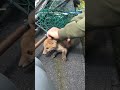 Fox cub reunited with mum after heroic rescue shed