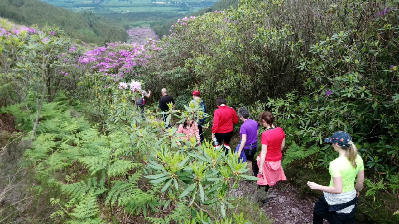 Rhododendron Walking Festival 