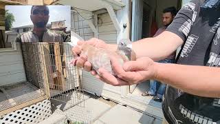 RED FOX Janssen Line | Racing Homer Pigeon | Haroon | Issak