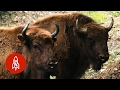 Re-wilding Europe, One Bison at a Time