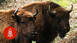 Re-wilding Europe, One Bison At A Time