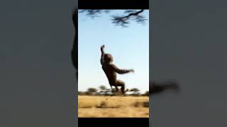 LION JAW LAUNCH!😱 Homo Habilis Flipped to a Tree! #LionAttack #Primitive #earlyhumans #ancienthumans
