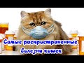 Самые распространенные болезни кошек The most common diseases of cats