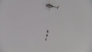 Capturing Big Horn Sheep off Antelope Island - Davis County UT