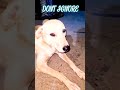 DONT IGNORE ||STRAY ANIMALS ||🐱🐶🐈🫏