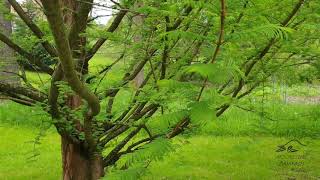 Metasequoia glyptostroboides metasekvoje čínská