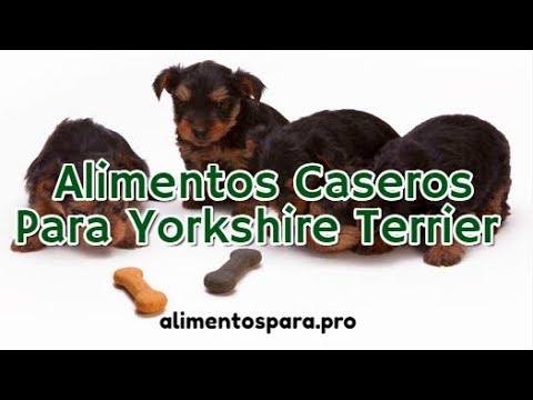 Video: Cómo Alimentar A Tu Cachorro Yorkshire Terrier