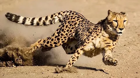 Speed King cheetah hunting and running