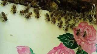 النحل ينظف الخلية بنظام.