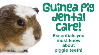 Are your GUINEA PIG’s TEETH Too Long? | Overgrown Teeth (Malocclusion) & What Will The Vet Do?