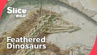 Famous Dinosaurs with Feathers: The Missing Link to Birds | FULL DOC | SLICE WILD Wealth
