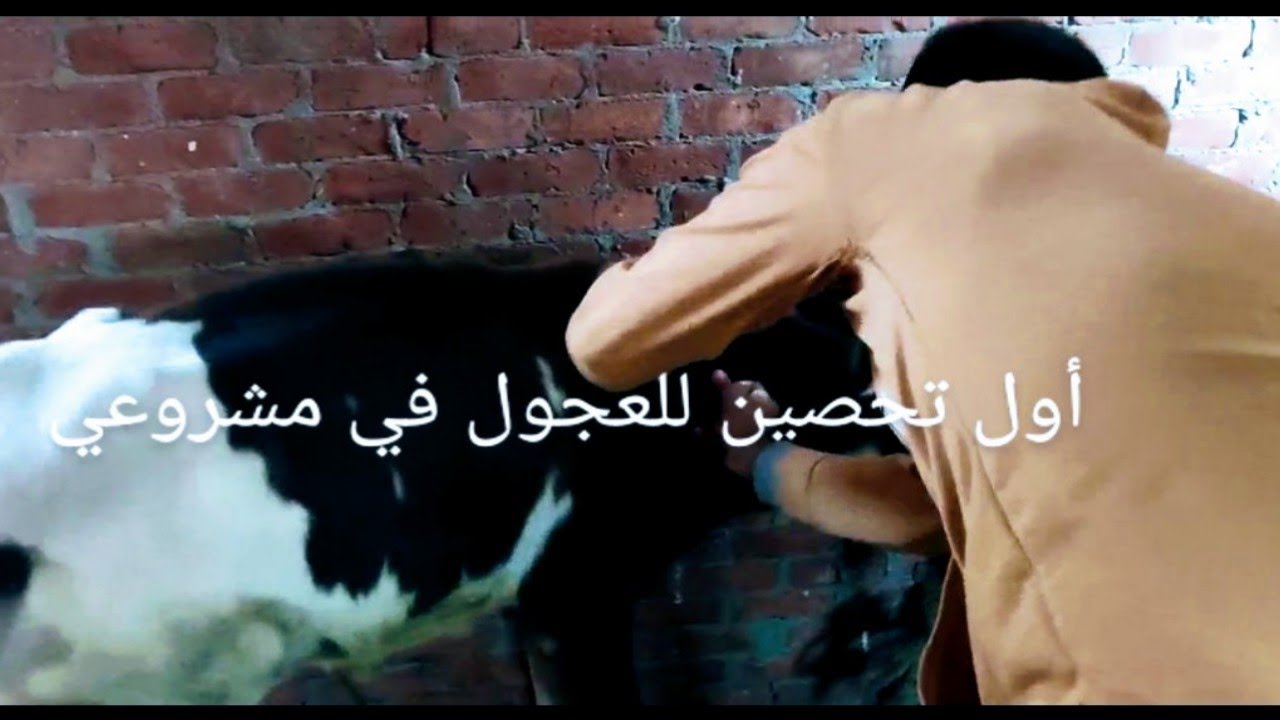 اول تحصين للعجول في مشروعي