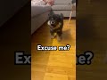 Excuse Me? 😄🐾 Bambi the Finnish Lapphund Has Something to Say#dog #dogshorts #puppy #trending #pets
