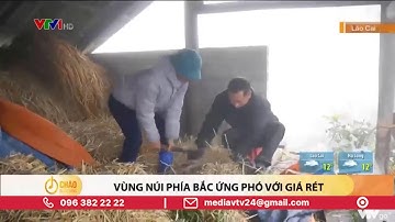 Người dân vùng núi co ro ứng phó với giá rét | VTV24