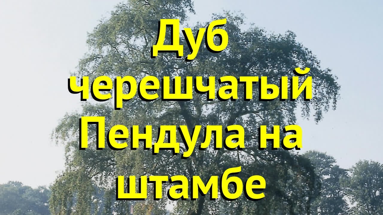 Дуб черешчатый на штамбе Пендула. Краткий обзор, описание характеристик quercus robur Pendula