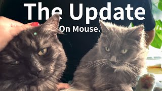 Download Lagu Mouse Update '26 MP3